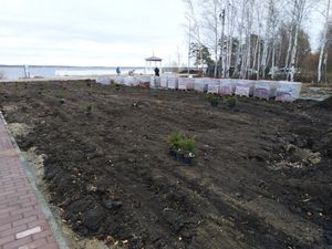 Новые виды кустарника украсят отреставрированный парк в Снежинске