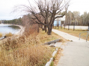 Снежинцы решат судьбу старых клёнов на стадионе «Комсомолец»