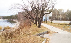 Снежинцы решили, как поступить со старыми деревьями