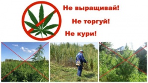 О выявлении и уничтожении очагов дикорастущих наркосодержащих растений, а также об ответственности за незаконное культивирование и непринятие мер по их уничтожению